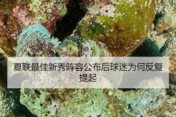 夏联最佳新秀阵容公布后球迷为何反复提起